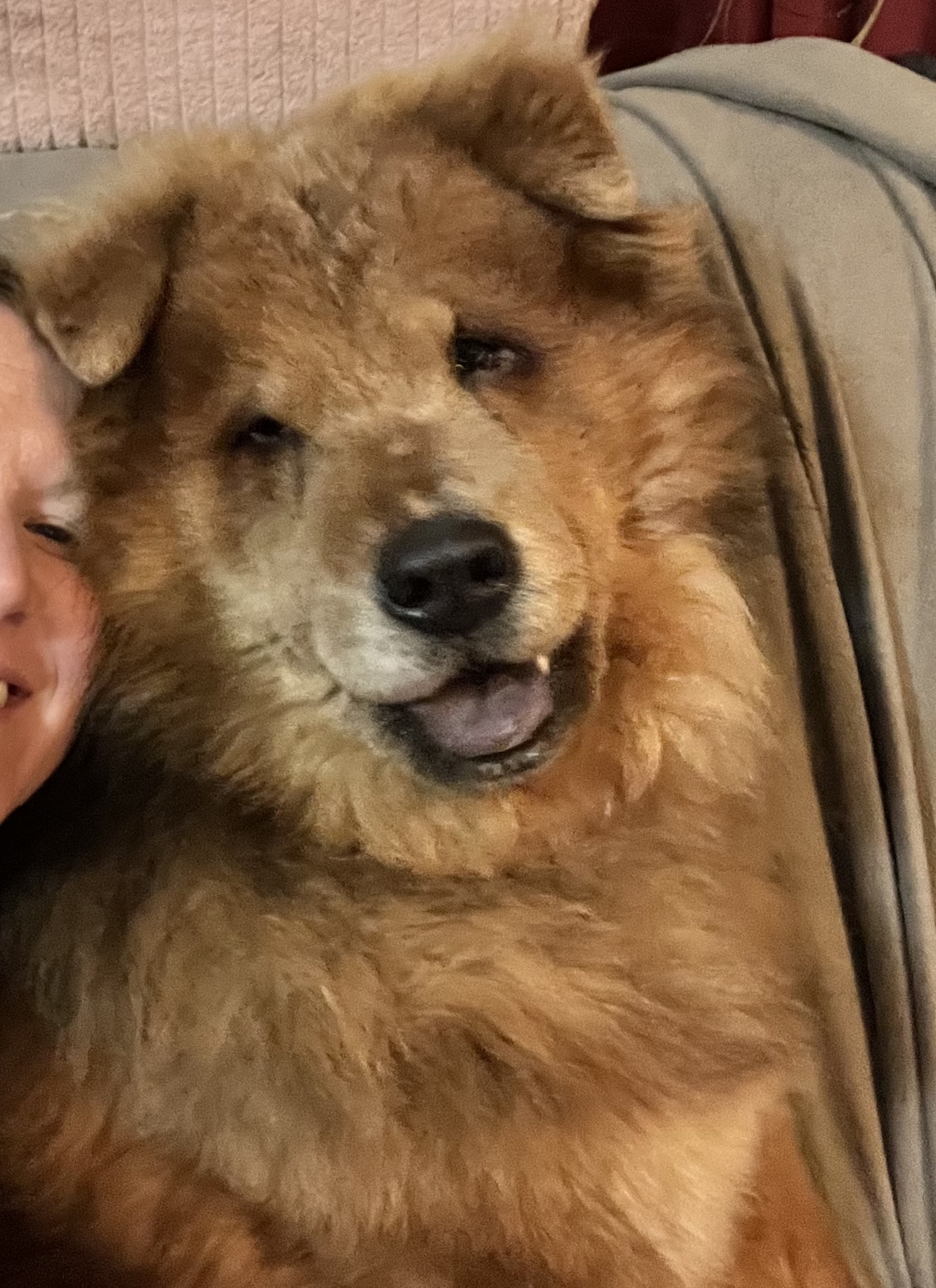 Picture of the Animal Listed