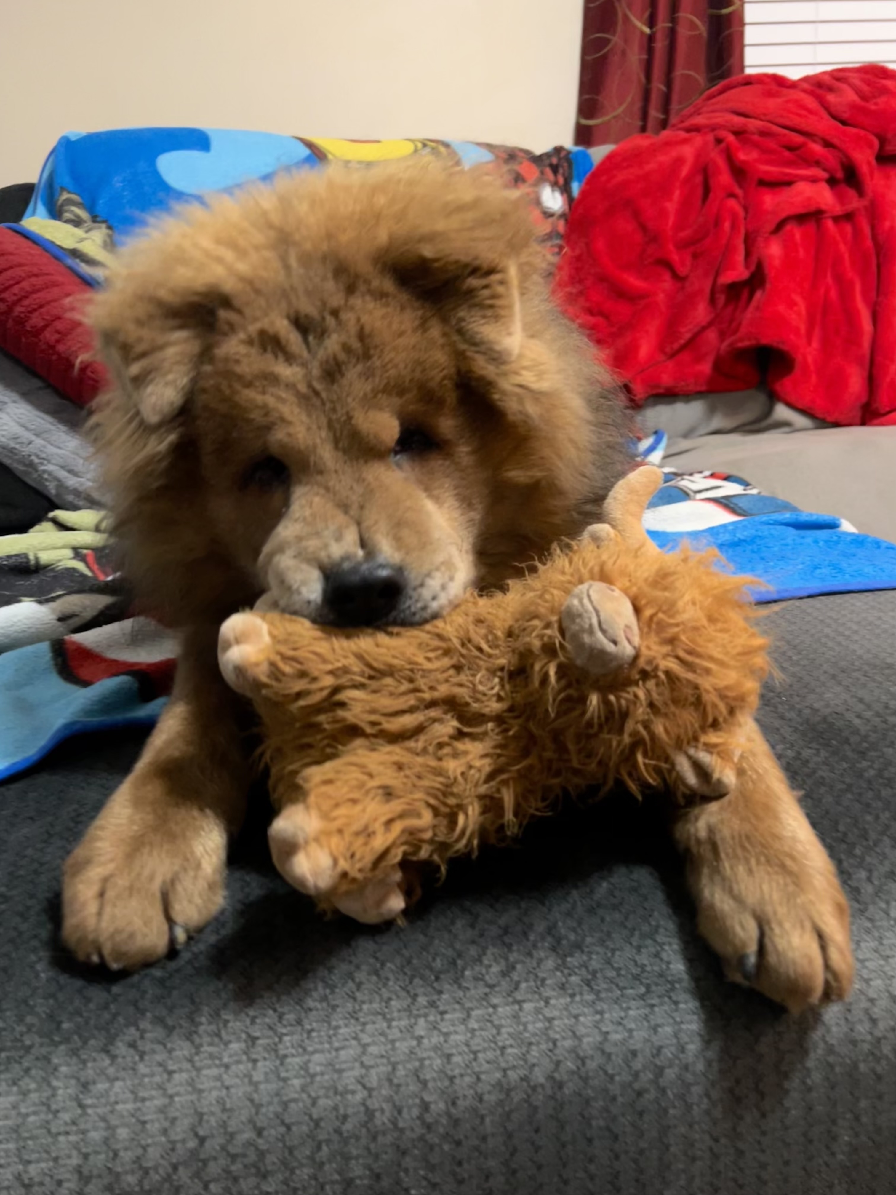 Picture of the Animal Listed