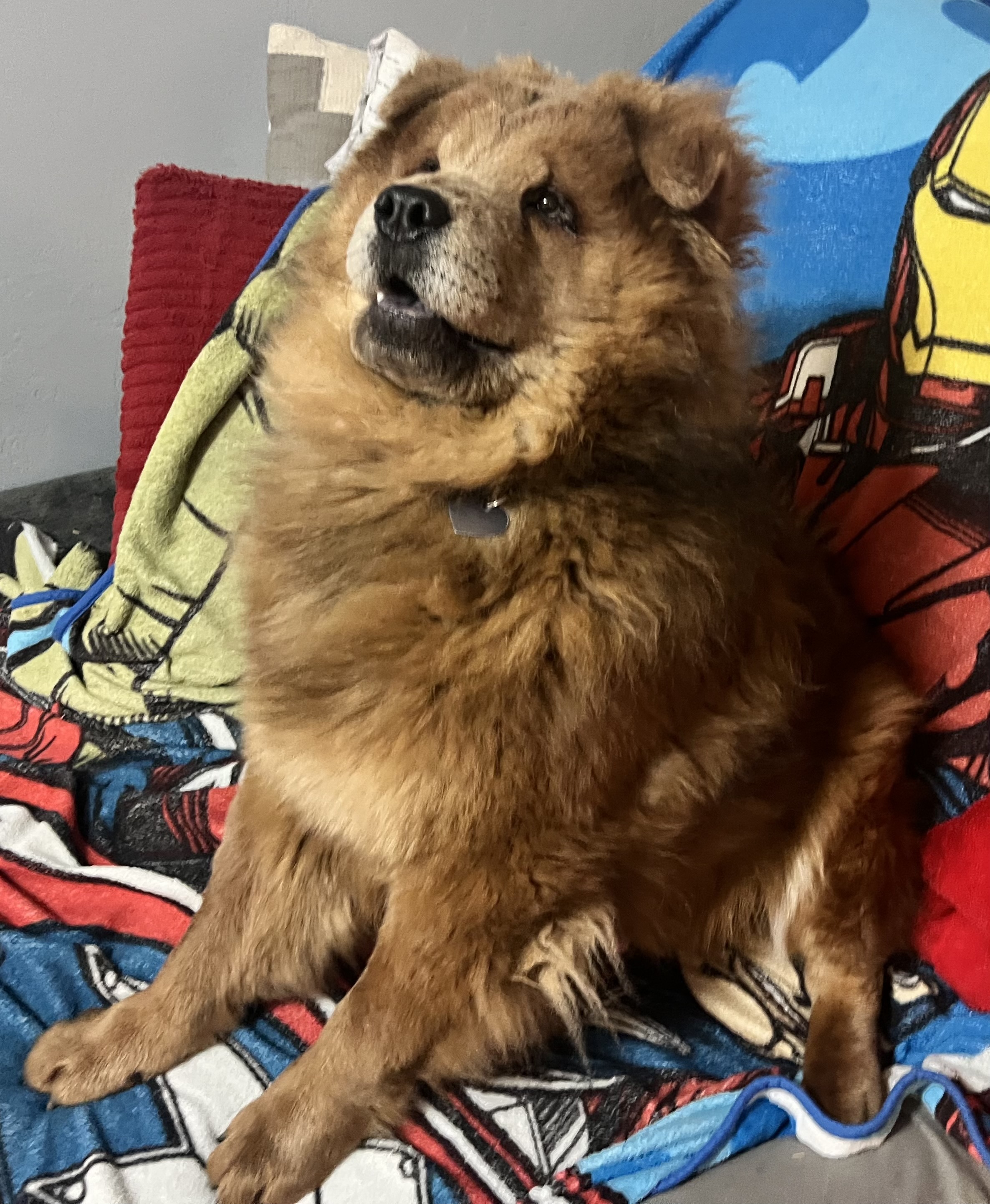 Picture of the Animal Listed