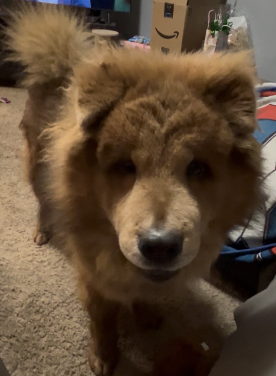 Picture of the Animal Listed