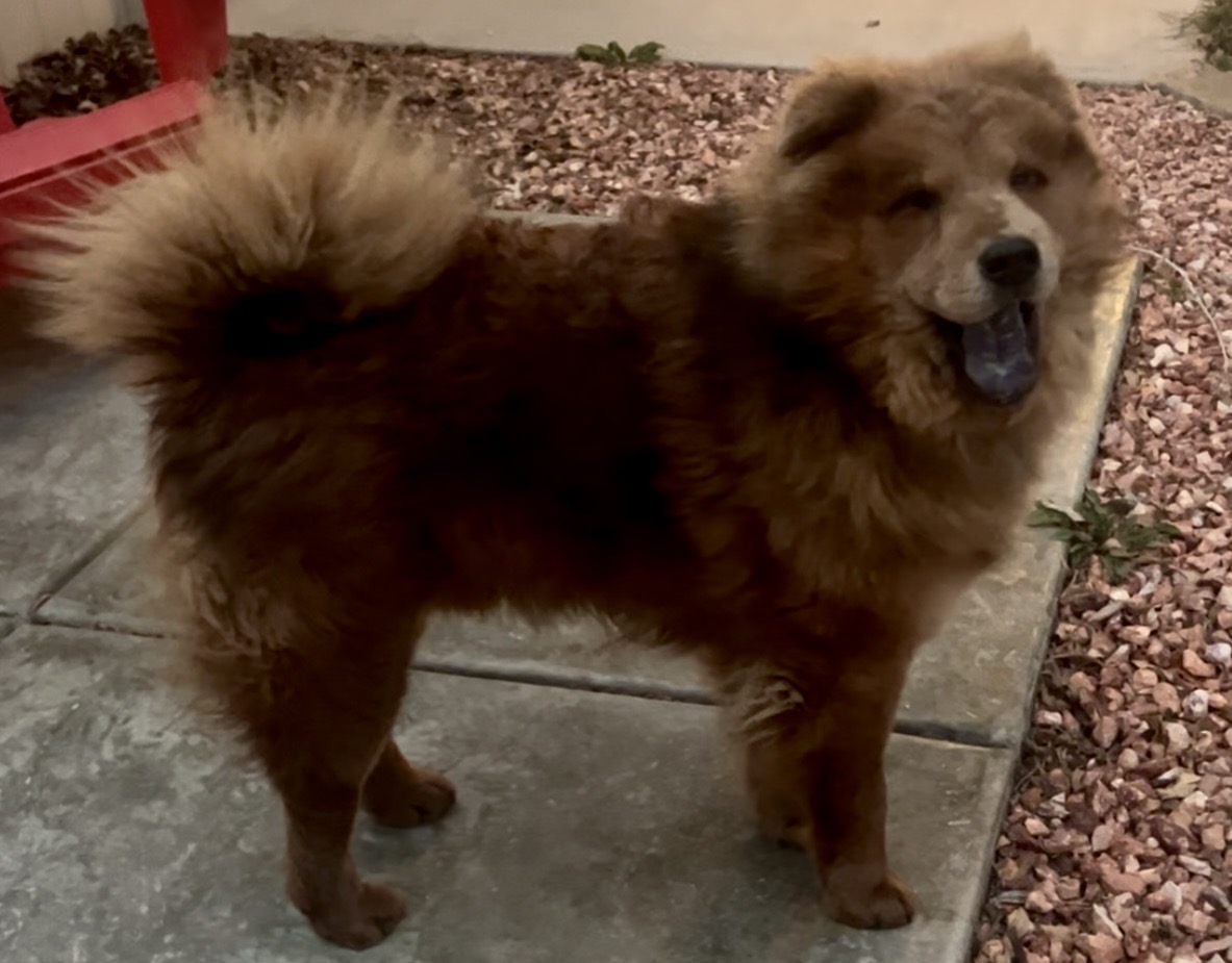 Picture of the Animal Listed