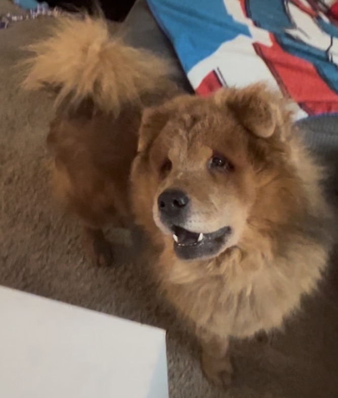 Picture of the Animal Listed