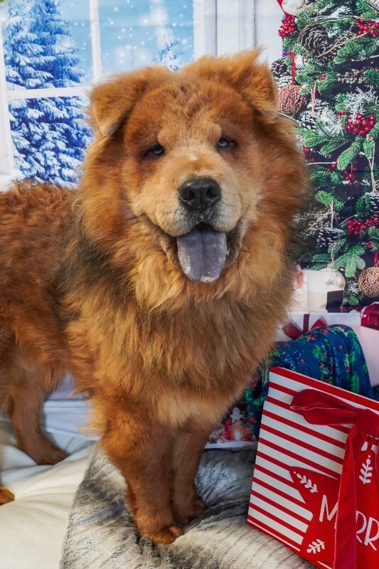 Picture of the Animal Listed