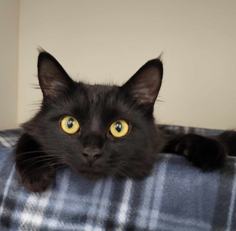 Picture of the Animal Listed