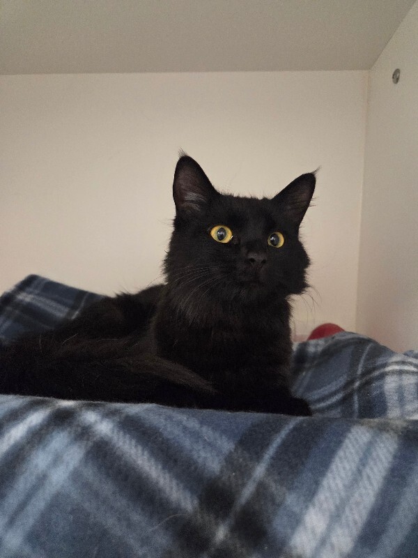 Picture of the Animal Listed