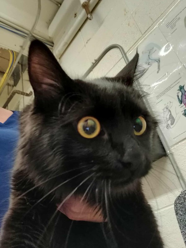 Picture of the Animal Listed