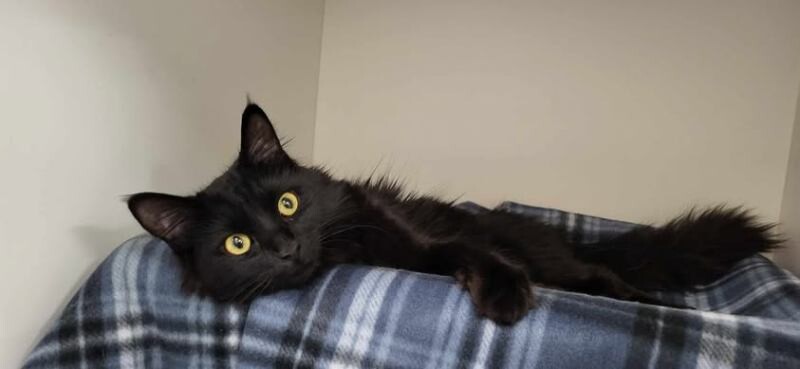 Picture of the Animal Listed