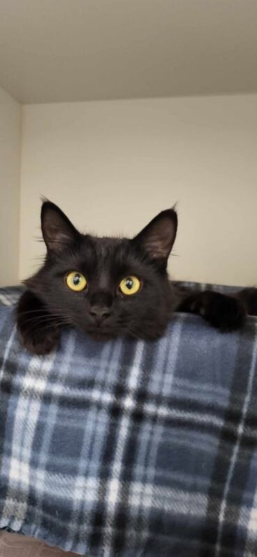 Picture of the Animal Listed