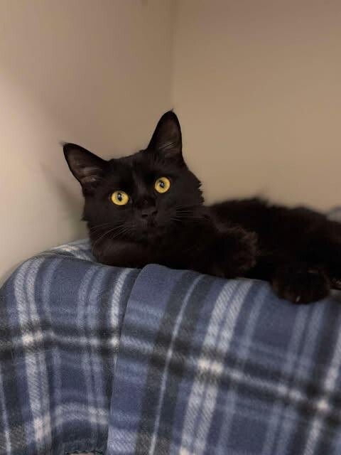 Picture of the Animal Listed