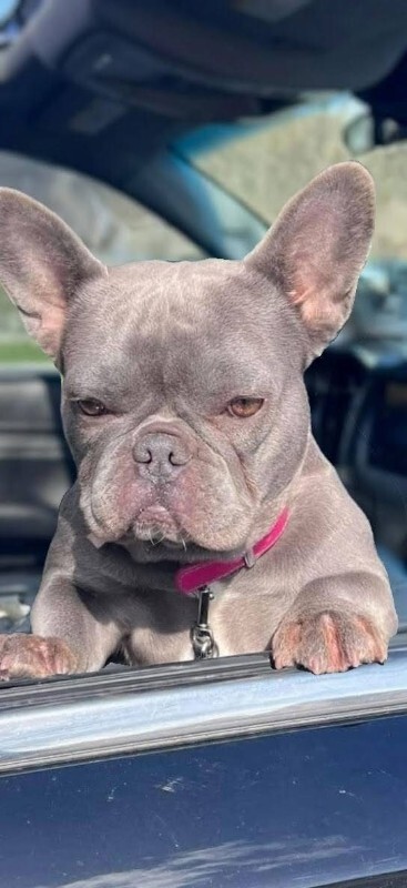 Picture of the Animal Listed