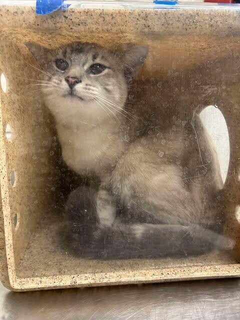 Picture of the Animal Listed