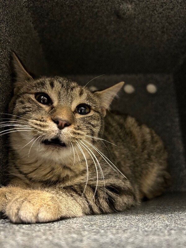 Picture of the Animal Listed