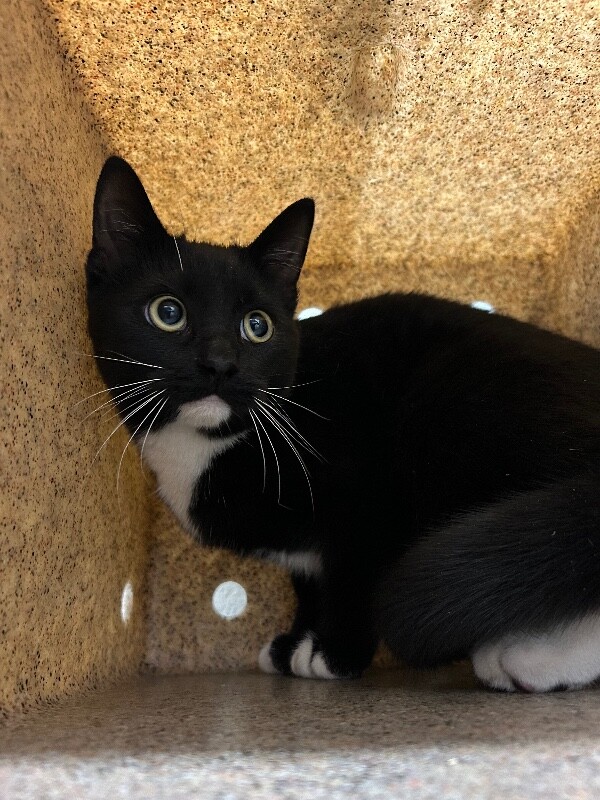 Picture of the Animal Listed