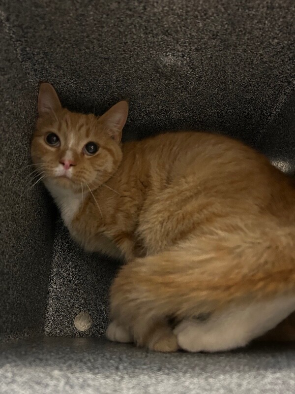 Picture of the Animal Listed