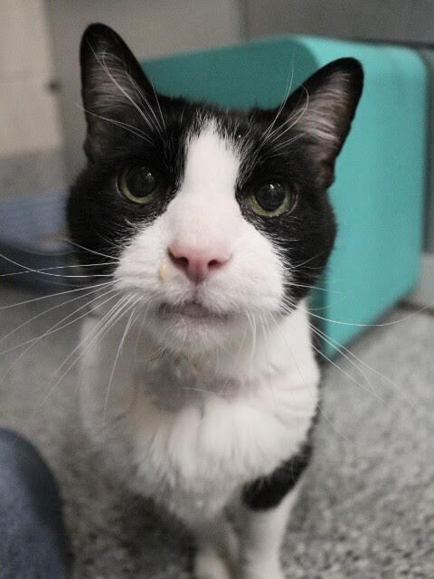 Picture of the Animal Listed