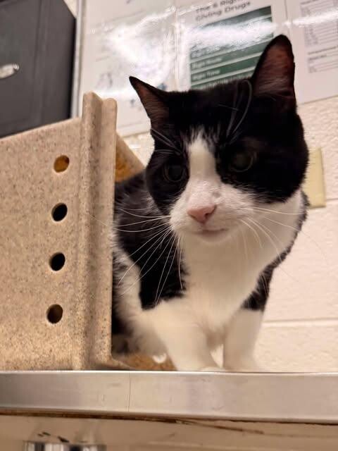 Picture of the Animal Listed