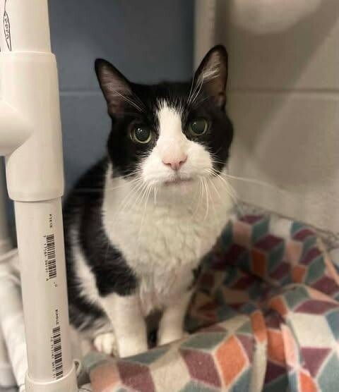 Picture of the Animal Listed