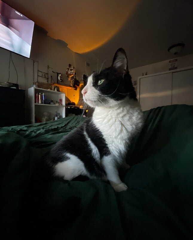 Picture of the Animal Listed