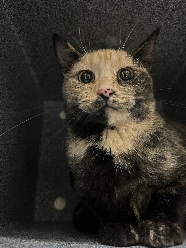 Picture of the Animal Listed