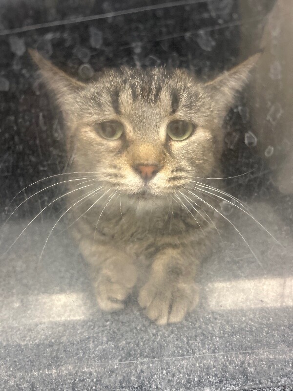 Picture of the Animal Listed