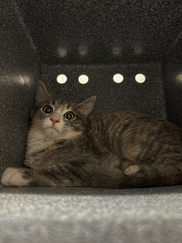 Picture of the Animal Listed