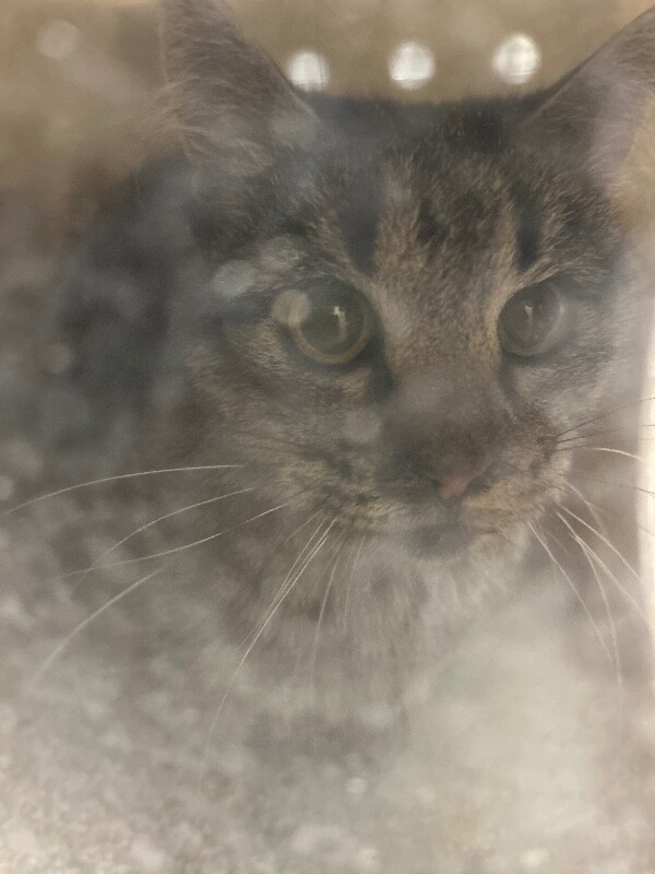 Picture of the Animal Listed