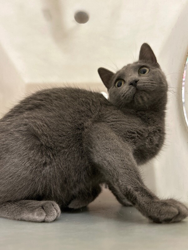 Picture of the Animal Listed