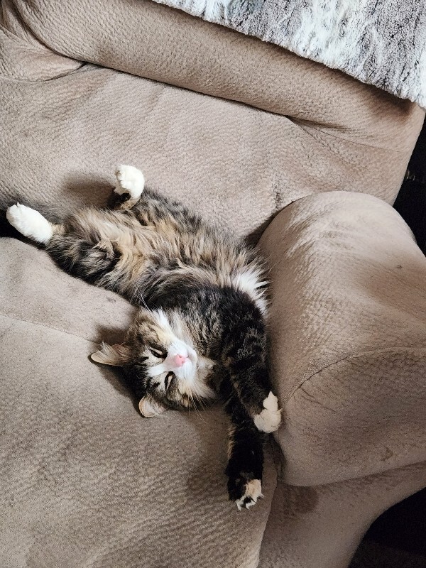 Picture of the Animal Listed