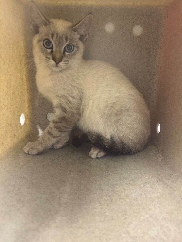 Picture of the Animal Listed