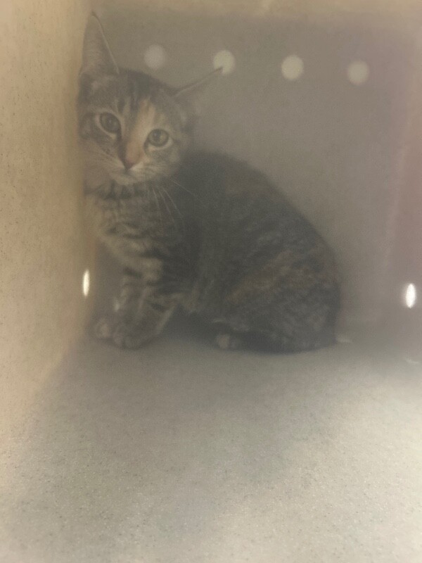 Picture of the Animal Listed