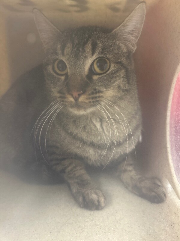 Picture of the Animal Listed