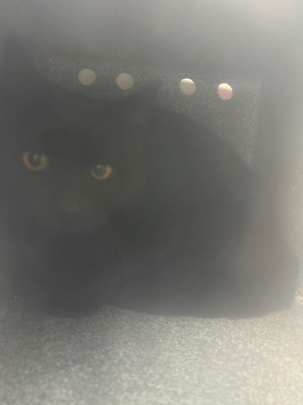 Picture of the Animal Listed