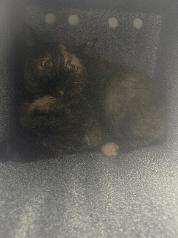 Picture of the Animal Listed