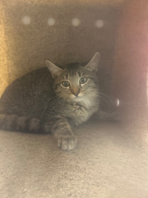 Picture of the Animal Listed