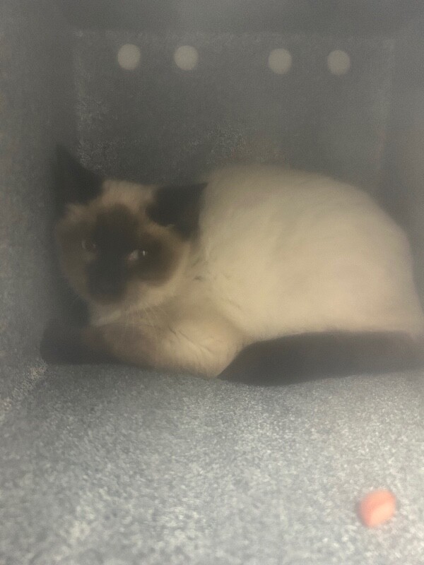 Picture of the Animal Listed