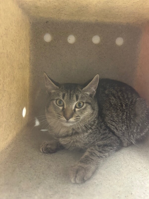 Picture of the Animal Listed