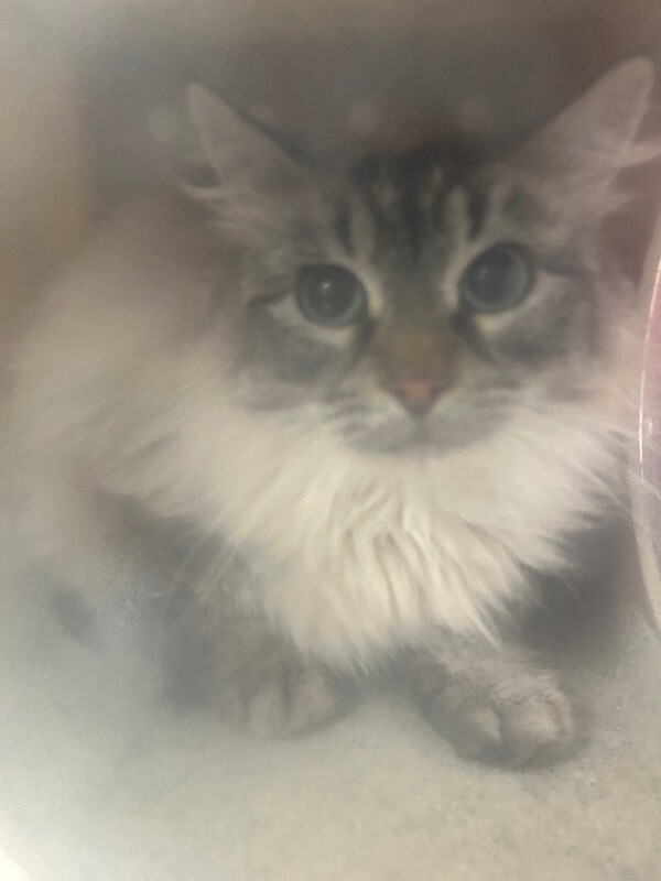 Picture of the Animal Listed