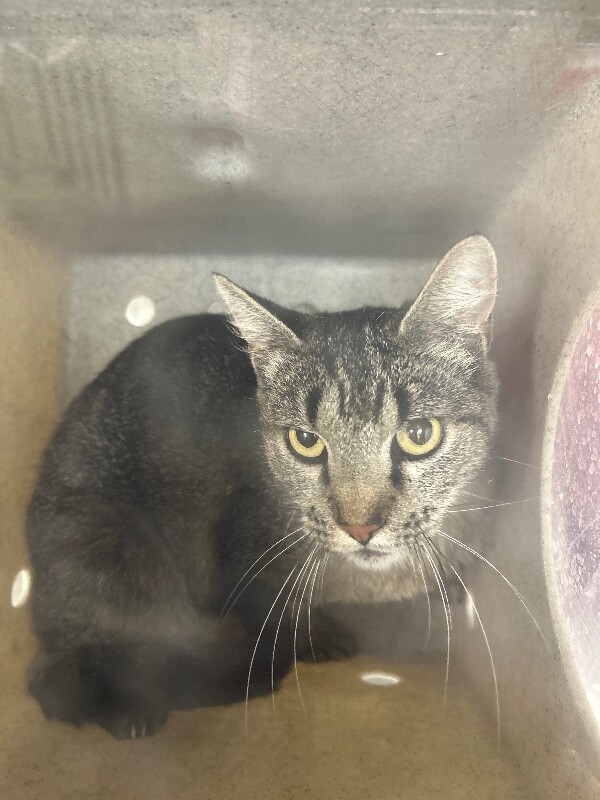 Picture of the Animal Listed