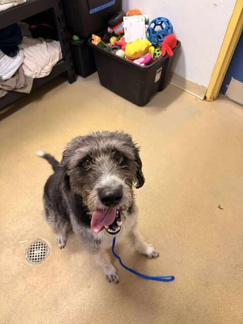 Picture of the Animal Listed