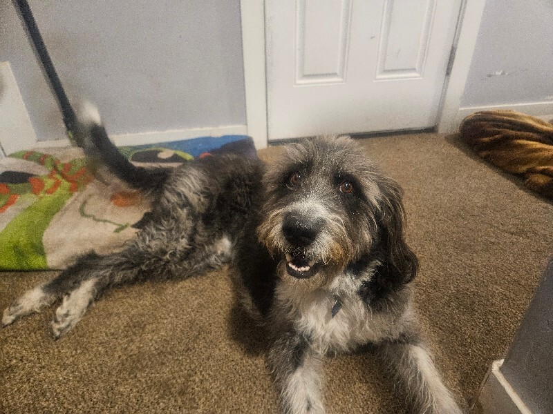 Picture of the Animal Listed