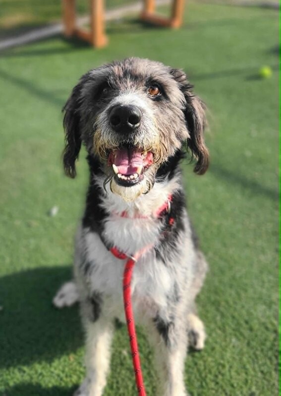 Picture of the Animal Listed