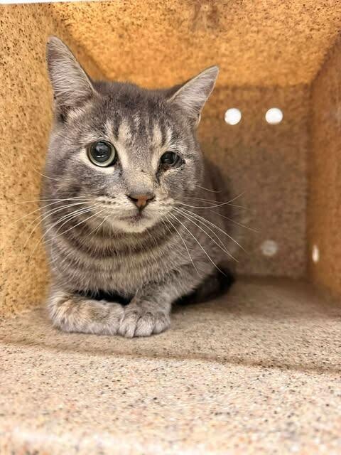 Picture of the Animal Listed