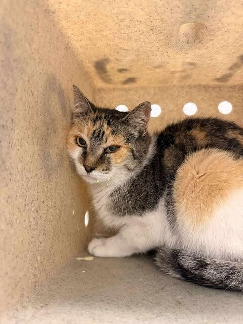 Picture of the Animal Listed