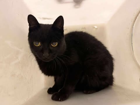 Picture of the Animal Listed