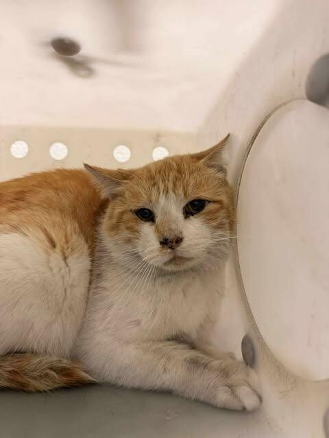 Picture of the Animal Listed