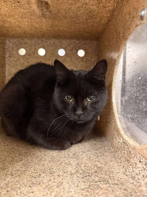 Picture of the Animal Listed