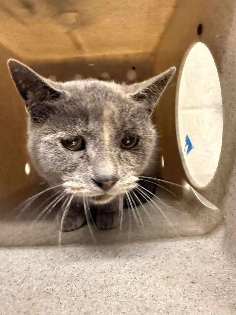 Picture of the Animal Listed