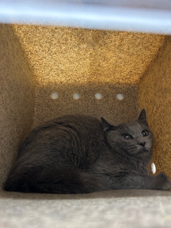 Picture of the Animal Listed