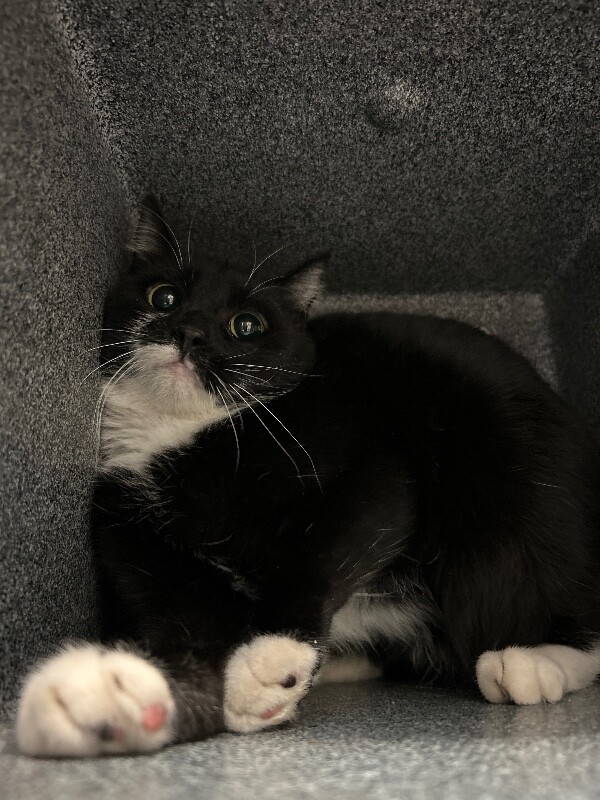 Picture of the Animal Listed