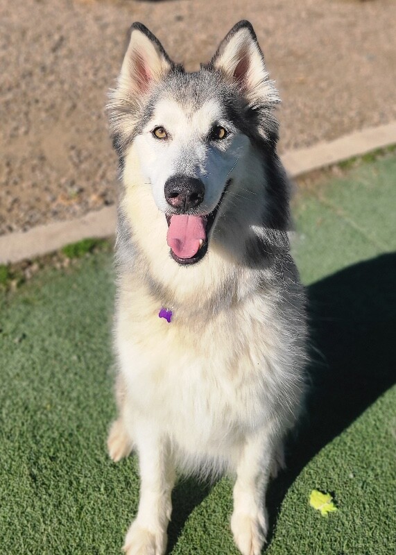 Picture of the Animal Listed